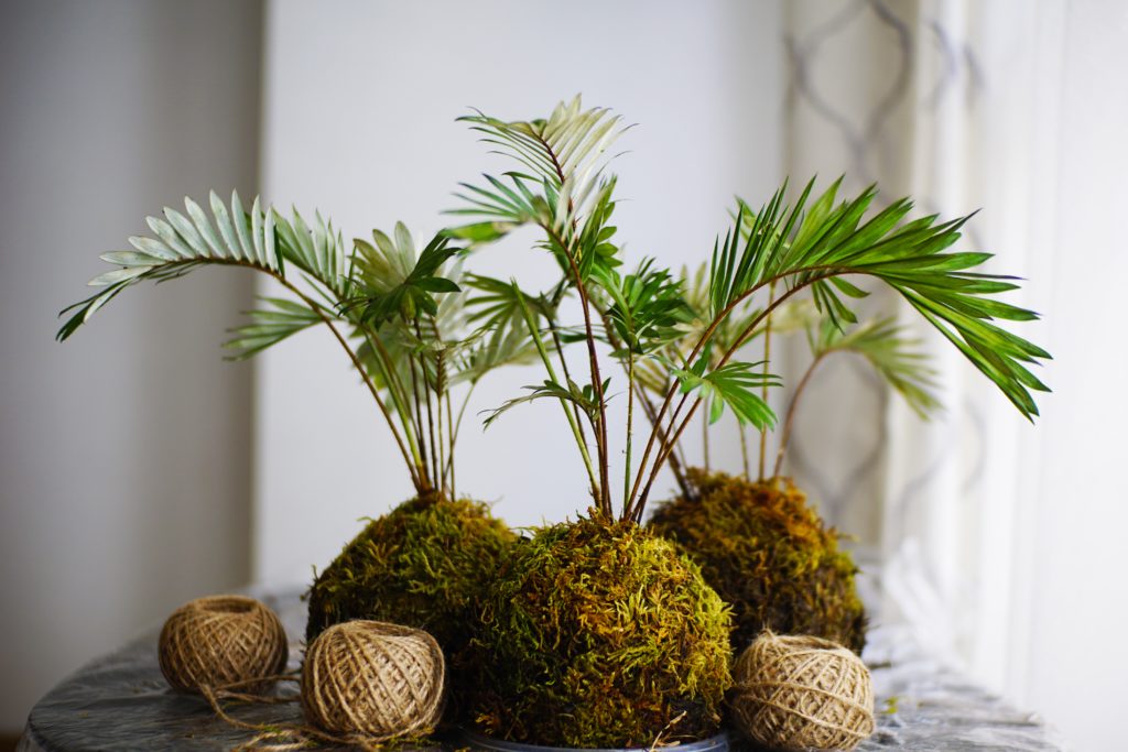 Kokedama